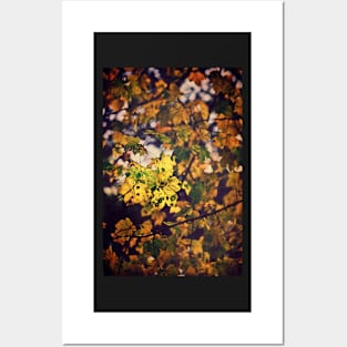 Golden Leaves Posters and Art